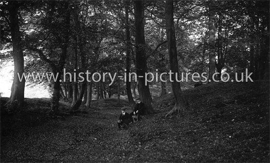 Ambresbury Banks, Epping Forest, Essex. c.1915